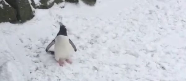 Penguin Welcomes Storm Emma at Edinburgh Zoo Penguin Welcomes Storm Emma at Edinburgh Zoo - Sputnik International