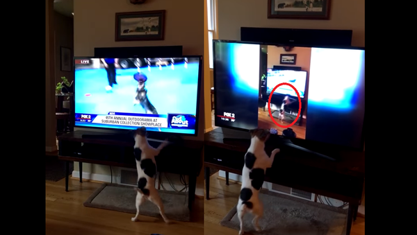 Pupception: Jack Russell Perplexed After Seeing Herself on TV - Sputnik International