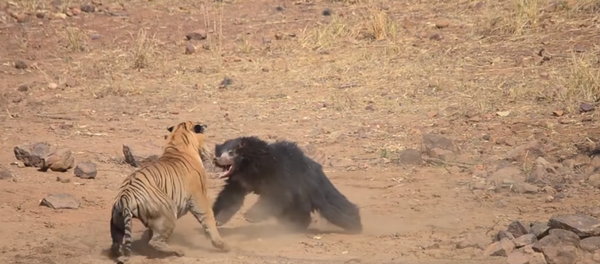 Tiger and Sloth Bear caught fighting at Maharashtra's Tadoba National Park Tiger and Sloth Bear caught fighting at Maharashtra's Tadoba National Park - Sputnik International