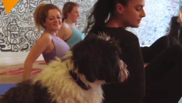 Doga: Yoga for Dogs Doga: Yoga for Dogs - Sputnik International