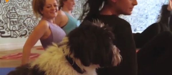 Doga: Yoga for Dogs Doga: Yoga for Dogs - Sputnik International