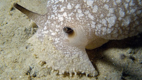 Pleurobranchaea californica - Sputnik International