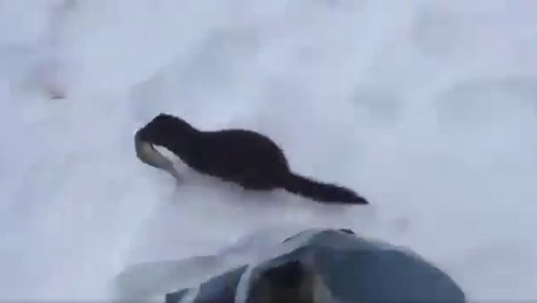 Fearless Mink Hustles Fisherman for Food - Sputnik International