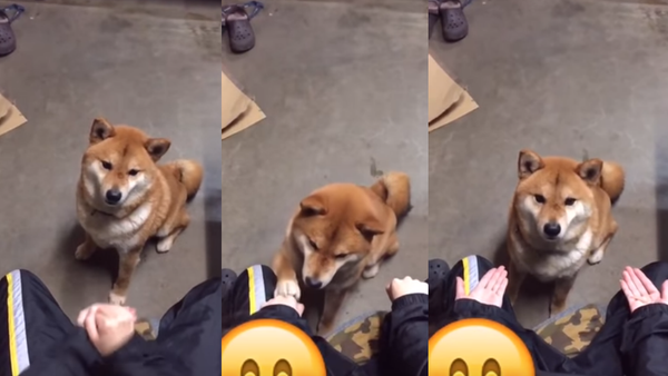 Bamboozled! Shiba Inu Unamused by Treat Trickery - Sputnik International