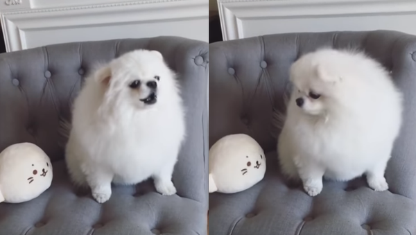 ‘Excuse me?’ Pomeranian Peeved by Parroting Plushie - Sputnik International