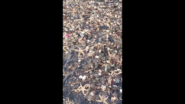 Dead starfish wash up on British beaches after the Beast from the East and Storm Emma team up to dish out cold temperatures and whipping winds - Sputnik International
