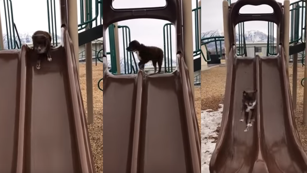Playground Predicament: Australian Shepherd Opts to Hop Rather Than Slide - Sputnik International