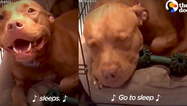 Pit Bull’s Bedtime Blues Cured by Owner’s Lullaby - Sputnik International