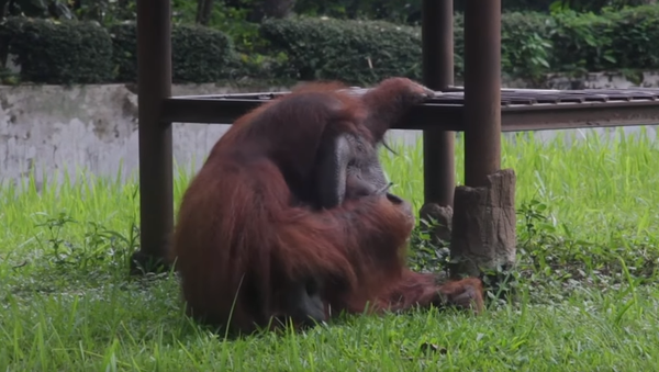 smoking orangutan - Sputnik International