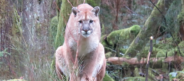 Pounce or Play? Curious Cougar Stalks Canadian Photographer - Sputnik International
