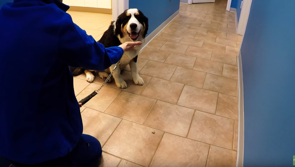 ‘Five More Minutes!’ Bernese Mountain Pup Adores Vet Staff - Sputnik International