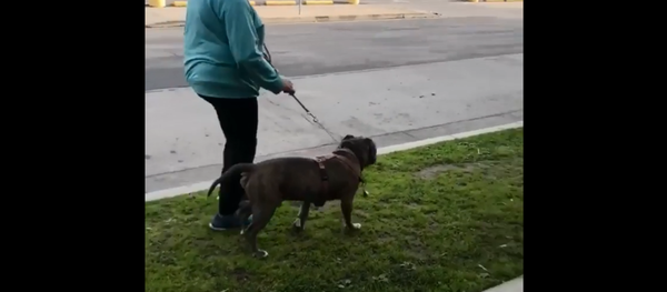 California woman goes on racist rant after man tells her to clean up after dog - Sputnik International