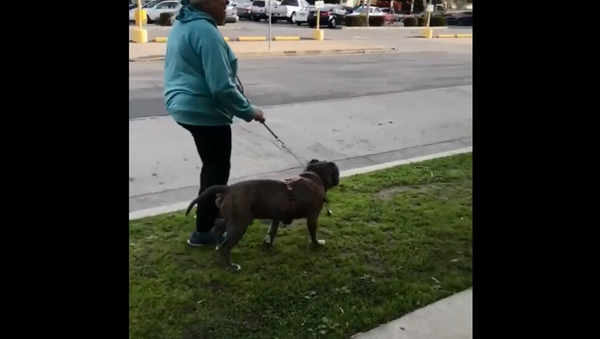 California woman goes on racist rant after man tells her to clean up after dog - Sputnik International