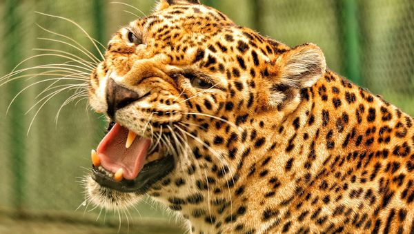 Leopard - Sputnik International