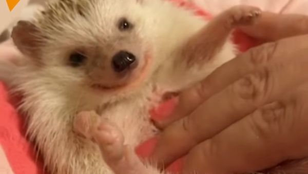 Discover The Right Side Of Hedgehogs - Sputnik International