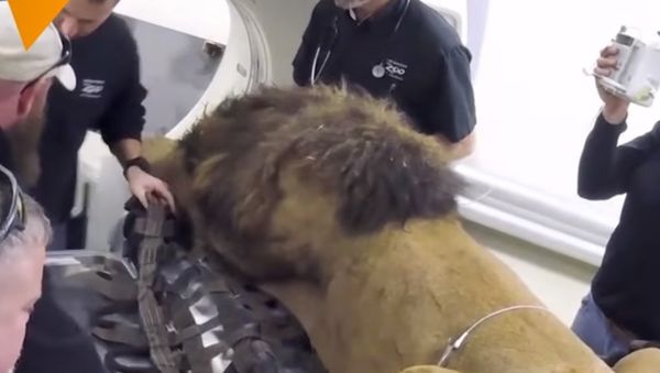 X-Raying A Lion Is Harder Than You Might Think - Sputnik International