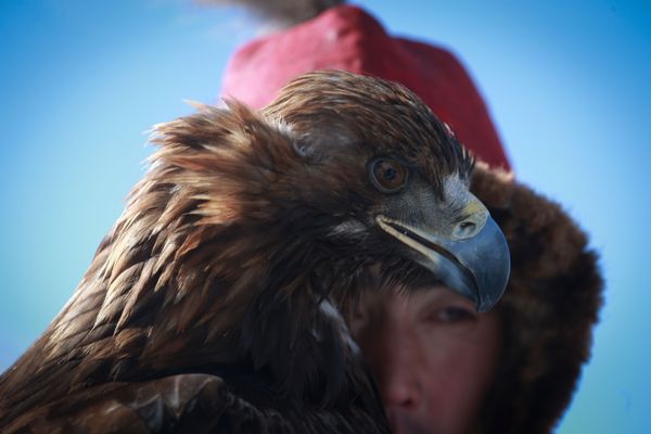 Mongolian Spring Golden Eagle Festival in Pictures Mongolian Spring Golden Eagle Festival in Pictures - Sputnik International