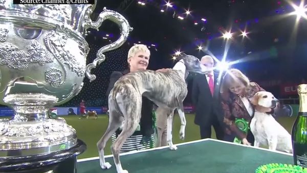Crufts final invaded by Peta animal rights protesters - Sputnik International