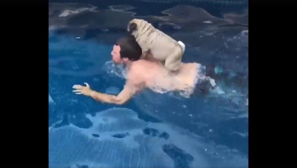Who needs a surfboard when you can surf on your human - Sputnik International