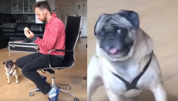 ‘He’s a Witch!’ Pug Has No Time for Magic Tricks - Sputnik International