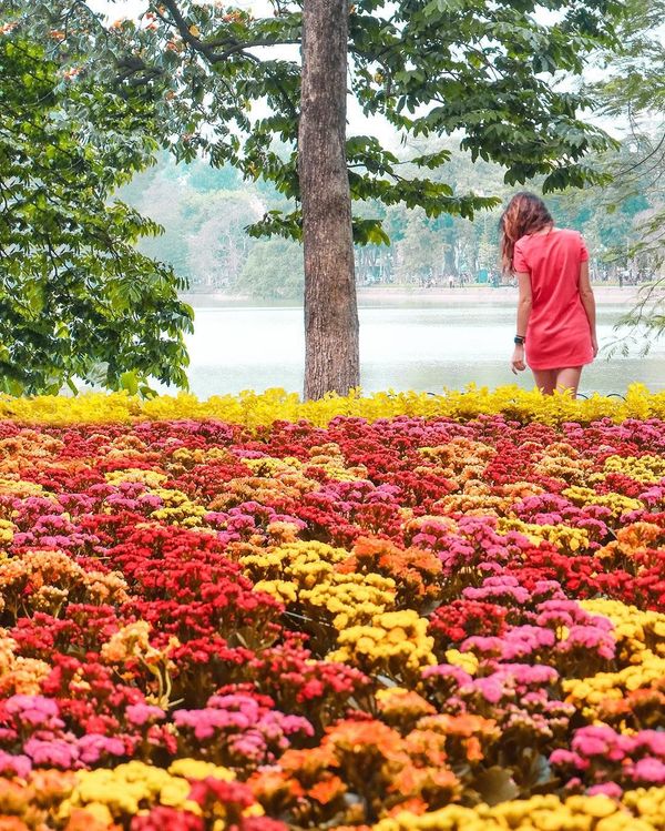 Blooming Hanoi Blooming Hanoi - Sputnik International