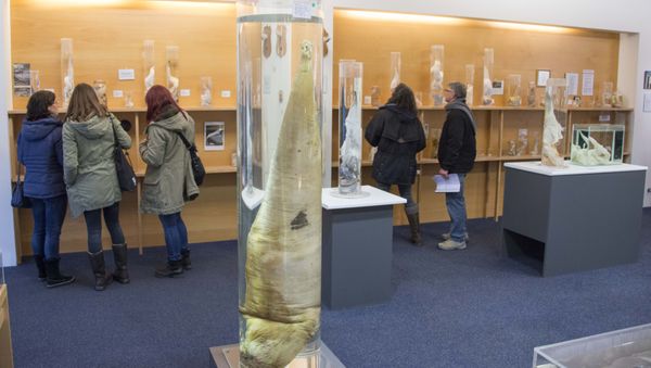 Visitors watch the exhibition on October 27, 2016 at the Icelandic Phallological Museum in Reykjavik Visitors watch the exhibition on October 27, 2016 at the Icelandic Phallological Museum in Reykjavik - Sputnik International
