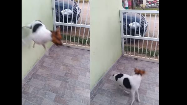 Brazilian Pooch Goes Berserk Over Garbage Truck - Sputnik International