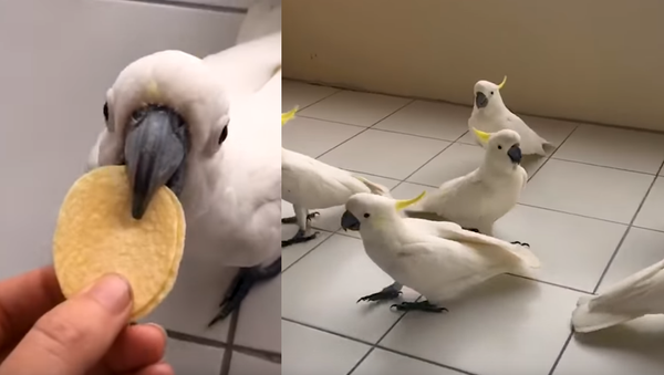More Than a Few Hungry Cockatoos Swarm Woman’s Balcony - Sputnik International