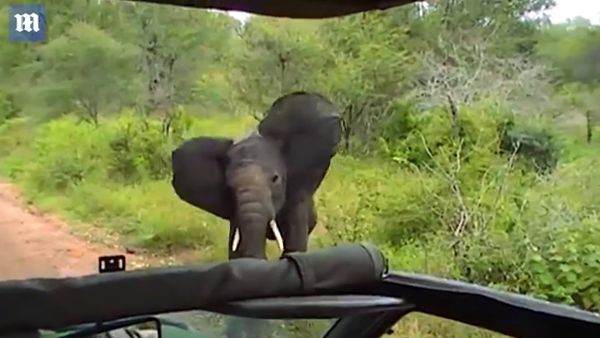 Reverse the charge! Young elephant thinks better of ramming car - Daily Mail - Sputnik International
