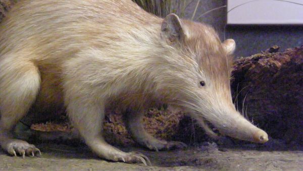 Solenodon Paradoxus - Sputnik International