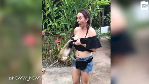 Cheeky Monkey Climbing On Tourist Pulls Down Her Top - Sputnik International