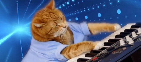 Keyboard Cat, Bento, A Tribute - Sputnik International