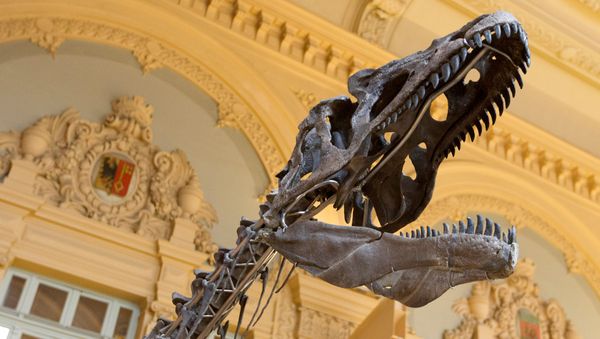 A skeleton of a theropod is displayed before its auction by Aguttes auction house in Lyon, France, March 15, 2018. - Sputnik International