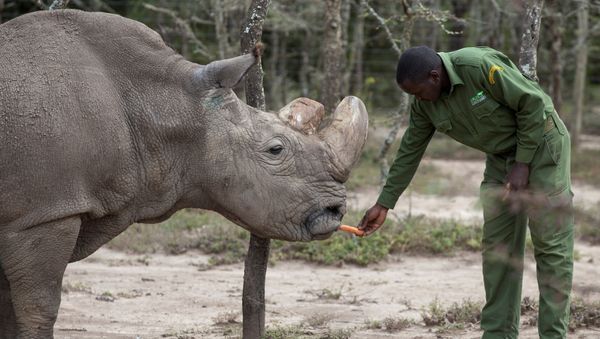 Sudan, the last surviving male northern white rhino, is fed by a warden at the Ol Pejeta Conservancy in Laikipia national park, Kenya May 3, 2017 - Sputnik International