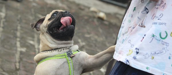 Pug Pug - Sputnik International