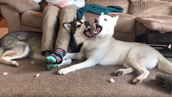 The Sweet Spot: Siberian Huskies Duke it Out Under Owner’s Legs - Sputnik International