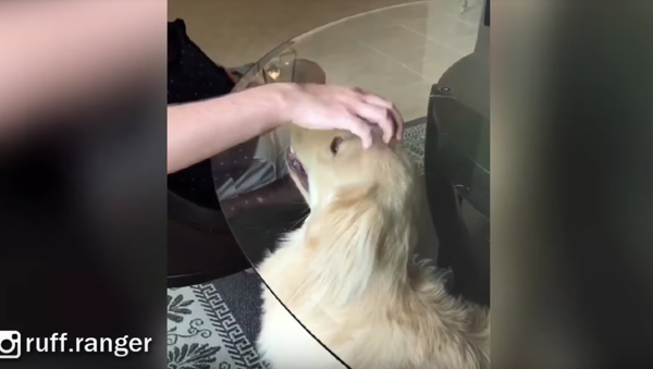 Forcefield Sorcery? Golden Retriever Gets a Lesson on Glass - Sputnik International