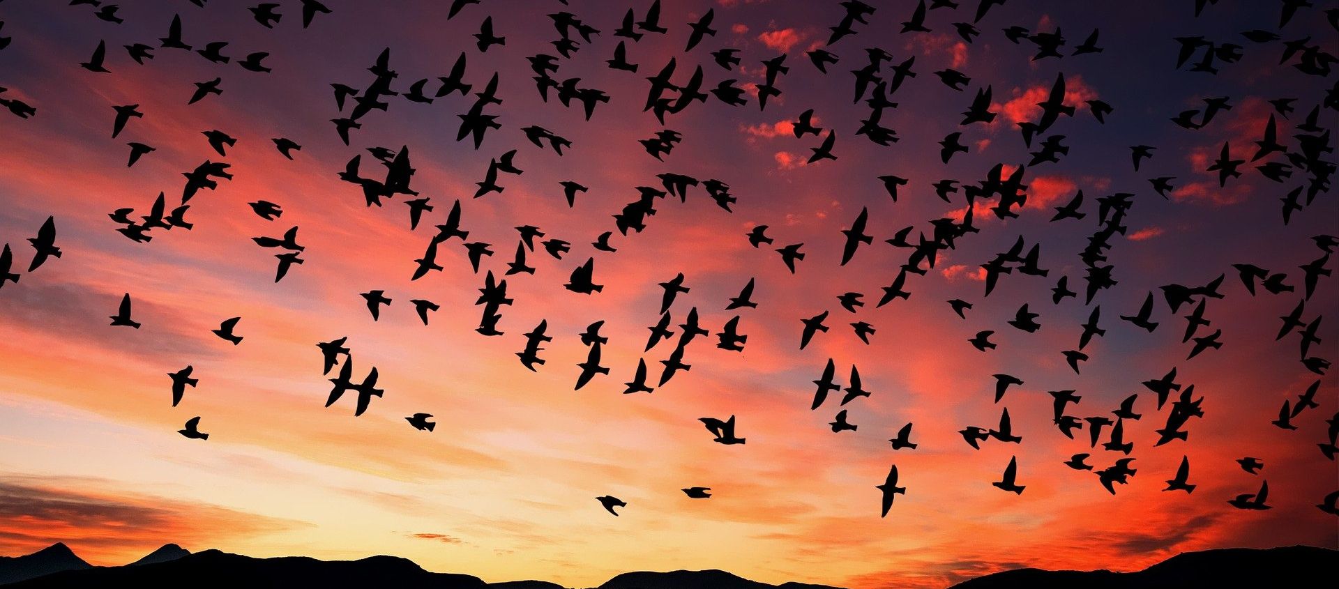 Birds Birds - Sputnik International, 1920, 06.06.2021