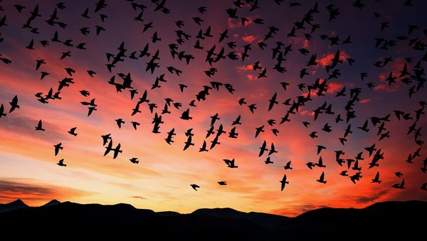 Birds - Sputnik International