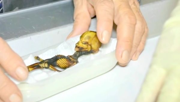 Atacama Mummy - Sputnik International