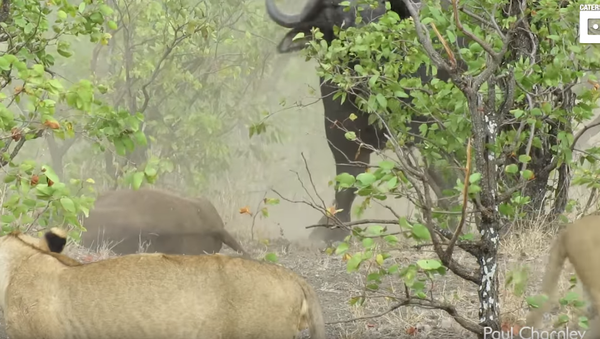 Paws Off! Buffalo Mom Chases Away 14 Lions to Mourn Calf - Sputnik International