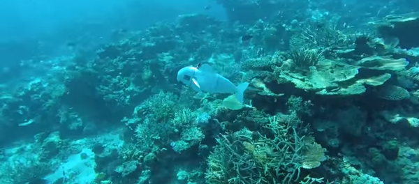 Researchers create SoFi, a robotic fish, to spy on marine life - Sputnik International