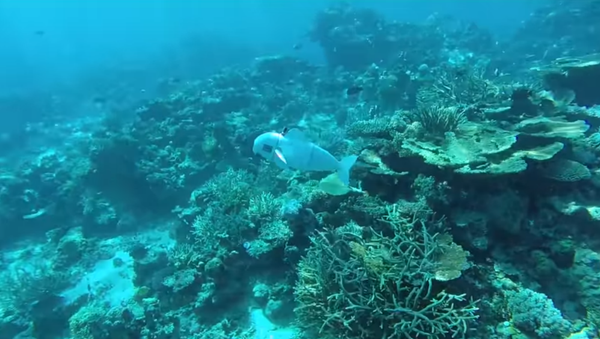 Researchers create SoFi, a robotic fish, to spy on marine life Researchers create SoFi, a robotic fish, to spy on marine life - Sputnik International