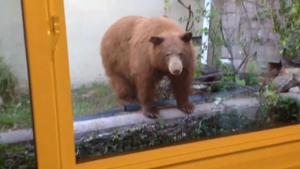 Backyard Bunch of Bears Backyard Bunch of Bears - Sputnik International