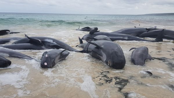Stranded whales on the beach at Hamelin Bay - Sputnik International