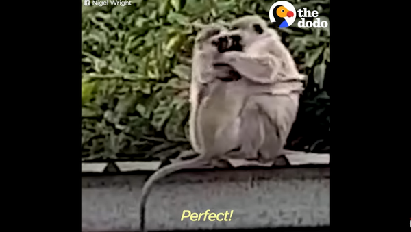 ‘Welcome Home!’: Monkey Embraced by Family Following Month-Long Recovery - Sputnik International