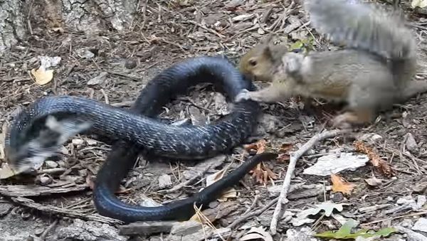 Rat Snake Versus Mother Squirrel Rat Snake Versus Mother Squirrel - Sputnik International