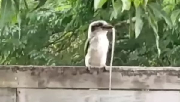 Snake Gets Eaten by Kookaburra in Backyard Feed - Sputnik International