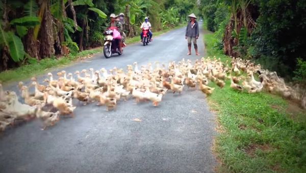 Stopped by a River of Ducks - Sputnik International