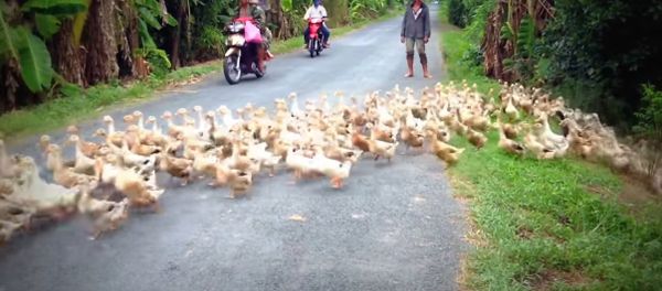 Stopped by a River of Ducks - Sputnik International